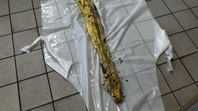 Vier Meter lange Würgeschlange tot in Berliner Hasenheide aufgefunden