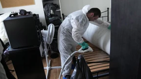 Auf Bettwanzen richtig reagieren