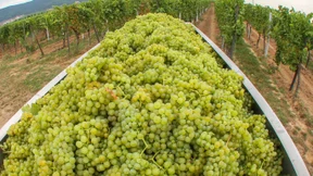 Frankens Winzer rechnen mit Spitzenjahrgang