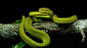 Eine Schlange aus Hogwarts