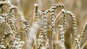 Getreidepilze auf dem Vormarsch