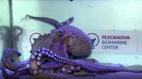 Erste kommerzielle Tintenfisch-Farm vor dem Start