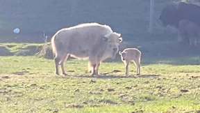 Weißes Bisonkalb geboren