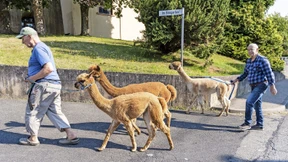 Nachbar Alpaka wartet schon