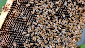 Für ein Glas Honig ins Gefängnis