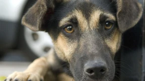 Wie ein Start-up herrenlosen Hunden in Rumänien hilft