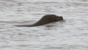 Robbe tummelt sich im Rhein 