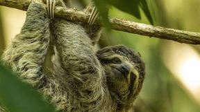 Zu langsam für den Klimawandel