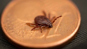 Braune Hundezecke schleppt Krankheitserreger ein