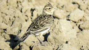 Im blauen Raum verloren