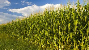 Mehr Mais geht nicht