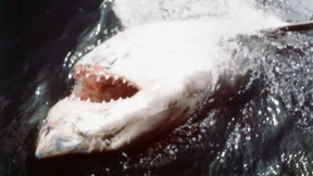 „Der weiße Hai: Die Geschichte hinter dem Blockbuster“