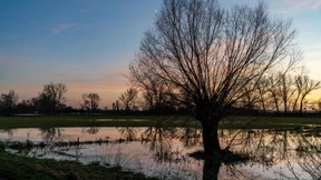 Bäume im Hochwasser