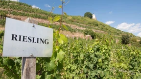 Trockenheit setzt Weinbergen zu