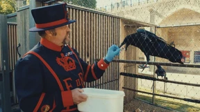 Der Rabenmeister vom Tower of London