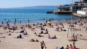 Pitbulls verletzen zwei Kleinkinder am Strand von Marseille