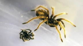 Mehr als 140 Taranteln sichergestellt
