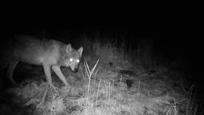 Streit um den Wolf und eine Dialogreihe