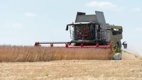 Miserable Ernte wegen Dürre