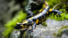 Über ein einst garstiges Wesen ...