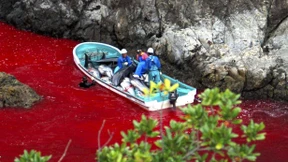 Zoos verzichten auf Delfine aus umstrittener Jagd