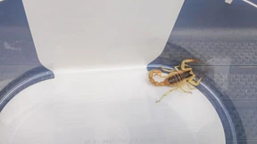 Mann wird in seiner Wohnung in München von Skorpion gestochen