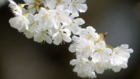 Warten auf die Kirschblüte 