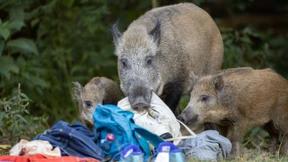 Berlin hat im vergangenen Jahr 2500 Wildschweine erlegt