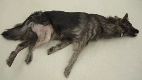 Hund an Baum erhängt: Bewährung für den Halter