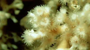 Ein riesiges bleiches Riff in großer Tiefe