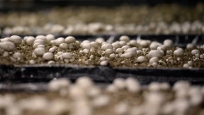 Warum die deutschen Champignons in Polen wachsen