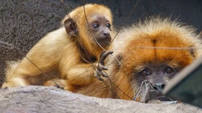 Unser Schwarzer Brüllaffe hat einen Namen