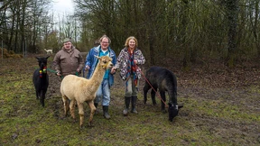 Reifeprobe mit Alpakas