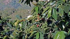Der Kampf um die Zukunft des Kaffees hat begonnen