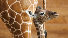 Babyboom lockt in die Zoos