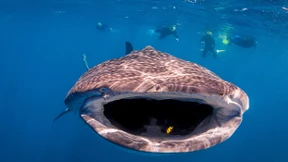 Das Wissen der Meere wird endlich geschützt