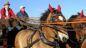 Promillegrenze für Kutscher