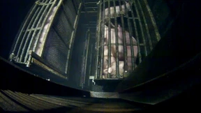 Wie sehr leiden Schweine bei der Betäubung?