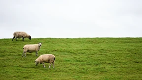 Bundesregierung will Abschuss von Wölfen erleichtern