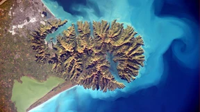 Maoris vernichteten Waldbestand