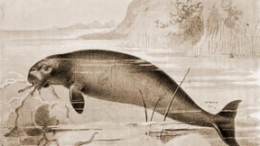 Das Interesse der Küche geht vor