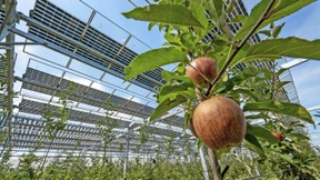 Obsternte unterm Solardach