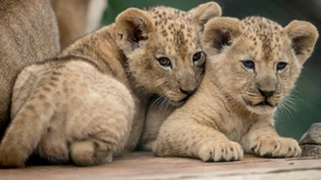 Nachwuchs für seltene Löwenart