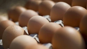 Eier wegen Salmonellen in vielen Bundesländern zurückgerufen