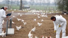 Wohl doch noch belastete Eier im Handel