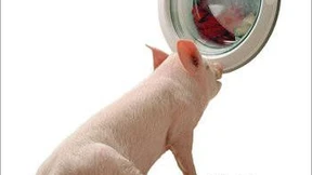 Mehr Zitronen nach Wolfsburg 