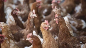 Niederländische Behörden lassen 190.000 Hühner schlachten