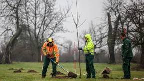 „Heiligenstocker Uralte“ gerettet