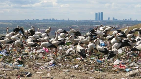 Sie fliegen nur noch Kurzstrecke