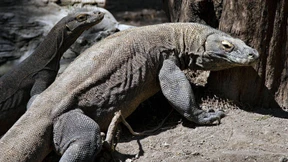 Dünne Tiger, tote Warane